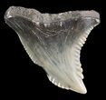 Bargain, Hemipristis Shark Tooth Fossil - Virginia #52062-1